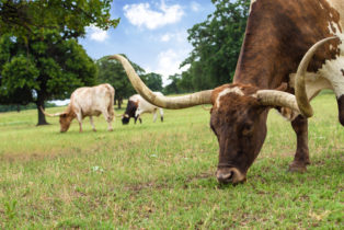Texas Longhorn cattle grazing on pasture