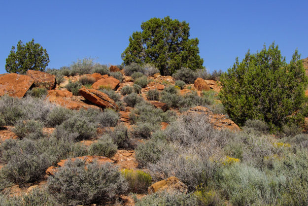 mesquite in pasture