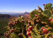 Prickly Pear