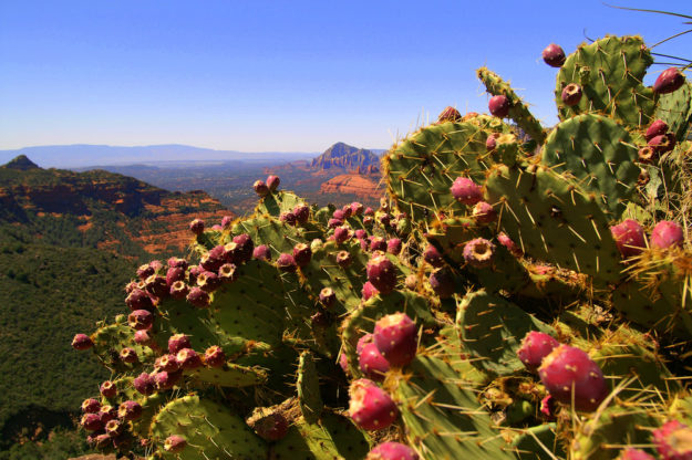 Prickly Pear